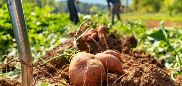 دراسة جدوى زراعة فدان بطاطس وأصناف البطاطس