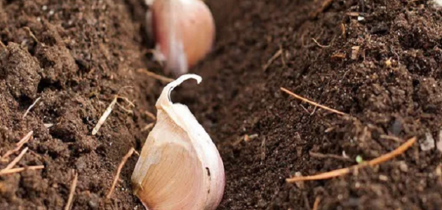 دراسة جدوى زراعة فدان ثوم