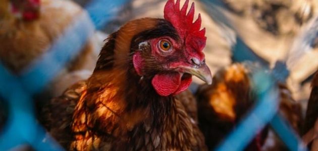 دراسة جدوى مشروع تربية الدجاج اللاحم