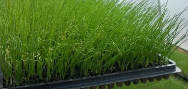 مواعيد زراعة البصل والثوم في مصر