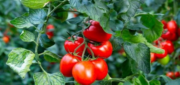 كيفية زراعة الطماطم (البندورة) في البيوت البلاستيكية