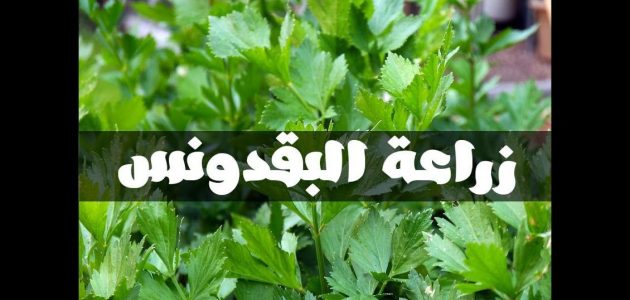كيف تزرع البقدونس في بيتك