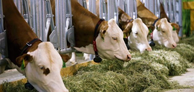 أشهر أمراض الأبقار وعلاجها