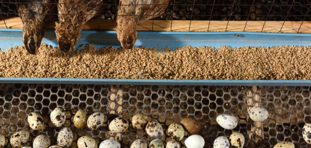 دراسة جدوى مشروع تربية السمان بالتفصيل