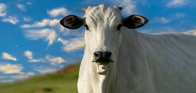 أجود أنواع الأبقار في العراق