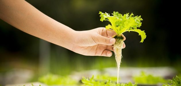 الزراعة المائية في المنزل