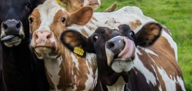 دراسة جدوى مشروع تربية الأبقار الحلوب
