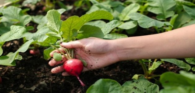 زراعة الخضروات الشتوية في المنزل