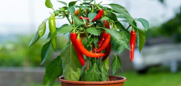 زراعة الفلفل الرومي في البيوت المحمية