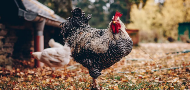 علاج الإسهال عند الدواجن التسمين