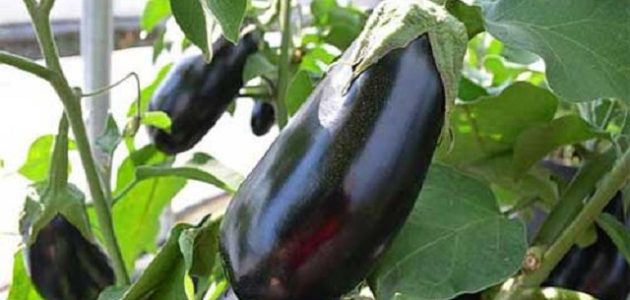 مواعيد زراعة الباذنجان في مصر