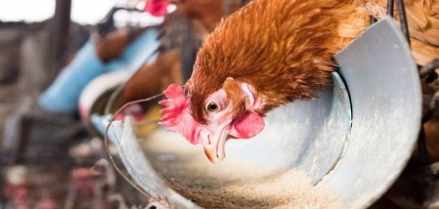 هل الدجاج البلدي يبيض كل يوم
