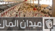 تربية الدواجن ووقايتها من الأمراض