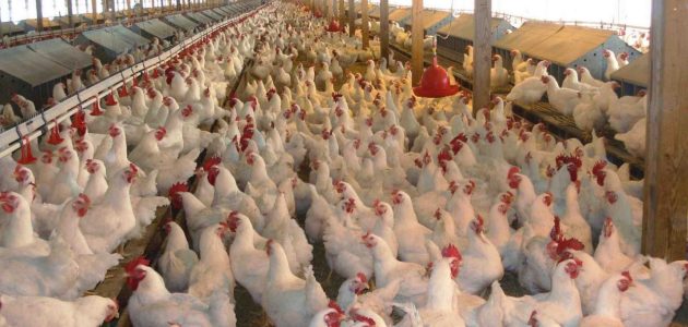 كيفية تربية الدواجن