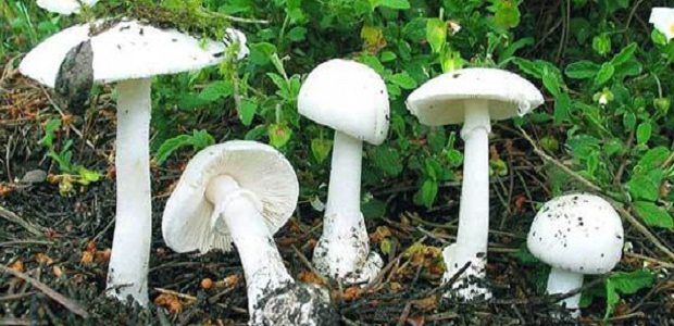 أماكن بيع تقاوي عيش الغراب في مصر