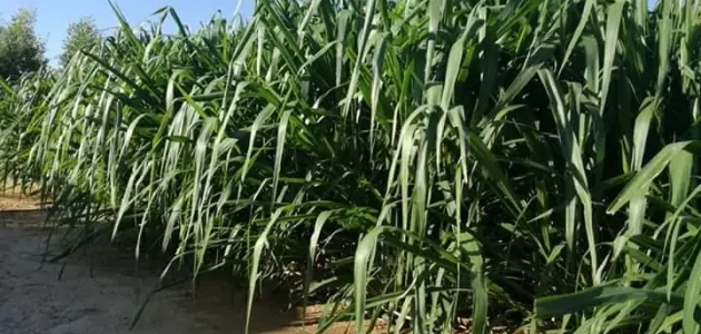 أيهما أفضل البونيكام أم البرسيم