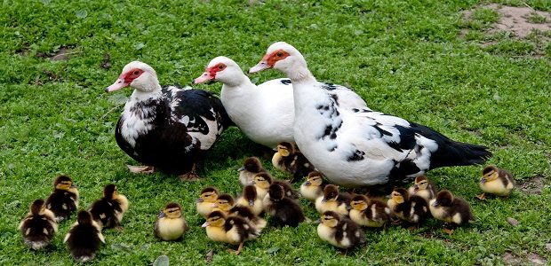 تربية البط المسكوفى عمر يوم