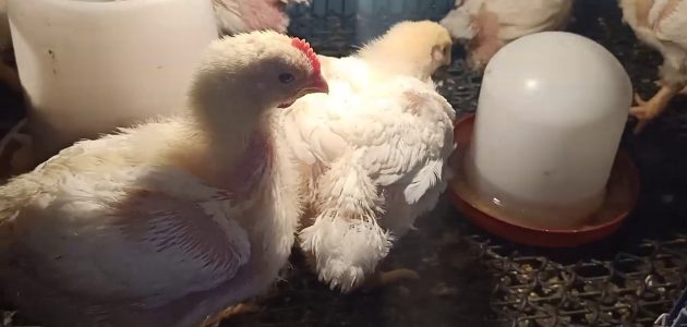 وزن الفراخ البيضاء عمر 20 يوم