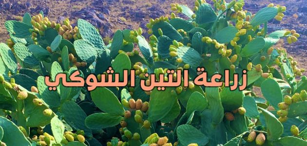 كيفية زراعة التين الشوكي بالخطوات