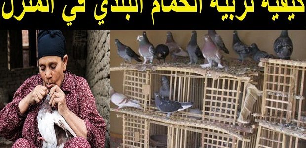 تربية الحمام البلدي في البيت