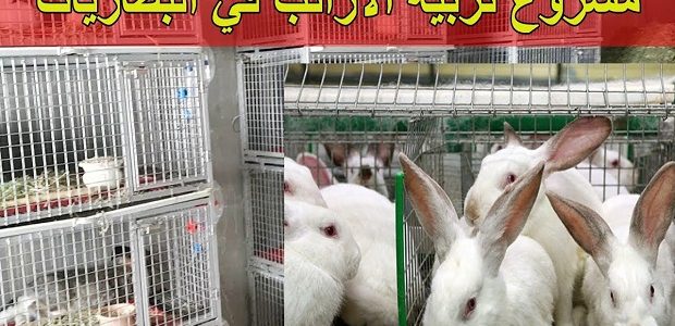 مشروع تربية الأرانب في البطاريات