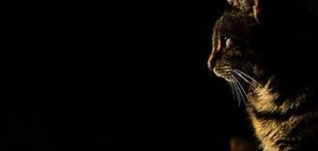 أغلى أنواع القطط في العالم