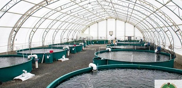 دراسة جدوى مشروع تربية السمك على أسطح المنازل مربح