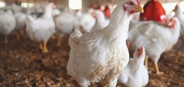 أمراض دواجن التسمين وعلاجها