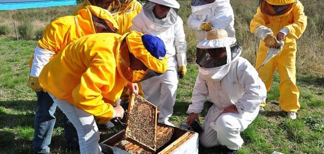 كيفية استخراج رخصة نحال عبر منصة زراعي