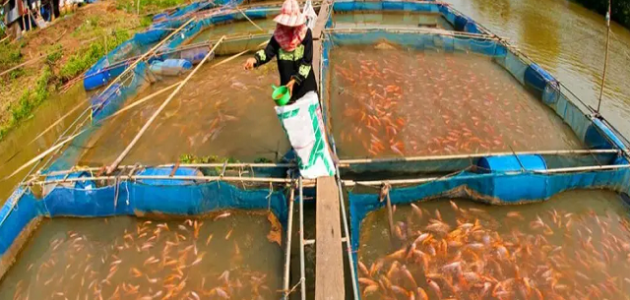 مشروع تربية الأسماك في المنزل