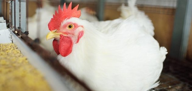 مشروع محل فراخ ودراسة جدوى كاملة للمشروع وكيفية التسويق له