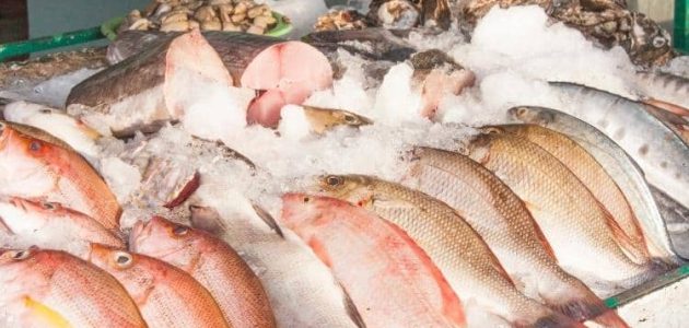 مشروع تجارة الأسماك في مصر