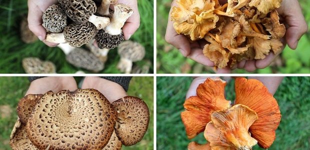 أنواع الفطر