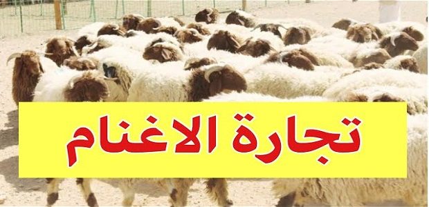 هل تنصحوني في تجارة الاغنام
