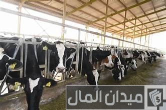 أهمية الإنتاج الحيواني 