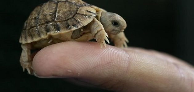 أخطاء في تربية السلاحف