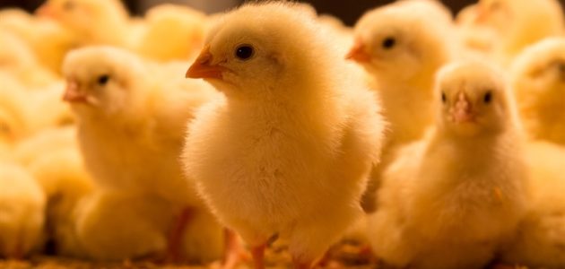 أسعار الفراخ في بورصة الدواجن اليوم السبت 20-4-2024