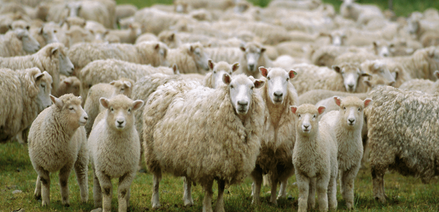 علاج المخاط عند الأغنام وأسبابه