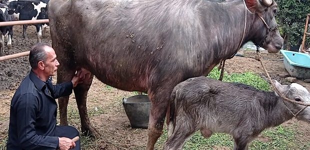 تربية الجاموس الحلاب في مصر