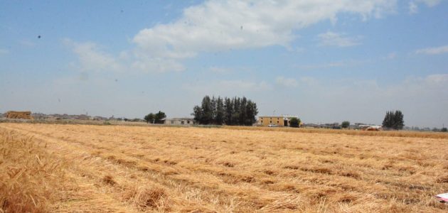 توريد 27717 طن قمح لشون وصوامع محافظة البحيرة حتى اليوم