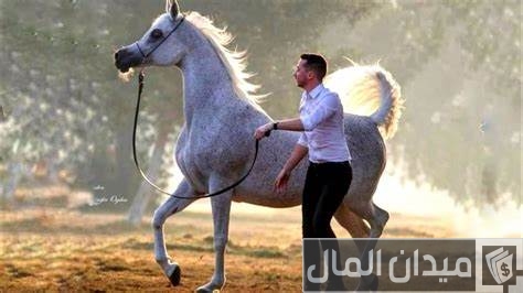 أسعار الخيل في مصر