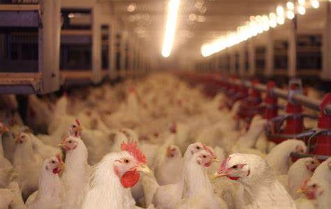 دراسة جدوى مشروع مزرعة تربية دواجن