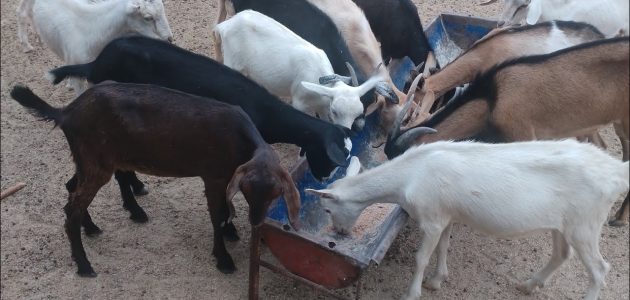 متى يتم تلقيح الماعز بعد الولادة