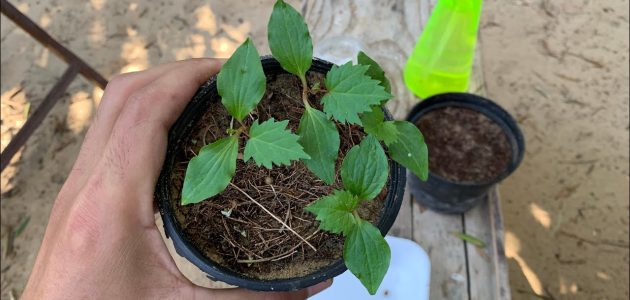 زراعة العنب من البذور