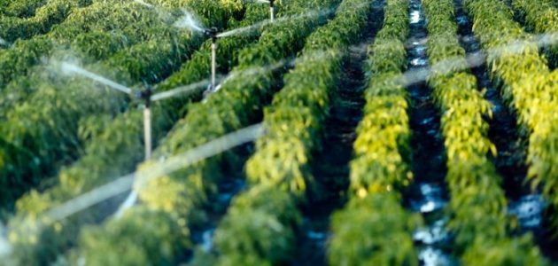 أهم المحاصيل الزراعية في المملكة العربية السعودية 