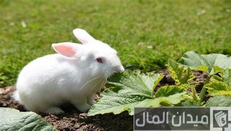 تحصينات الأرانب في الصيف