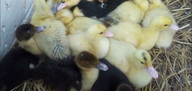 كيفية تربية البط الصغير في المنزل