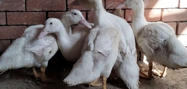 دراسة جدوى مشروع تربية البط المولار بالتفصيل