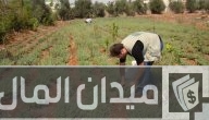 «المجلس التصديري للحاصلات الزراعية» يطلق مبادرة لدعم تعاقد المزارعين مع شركات التصدير للخارج