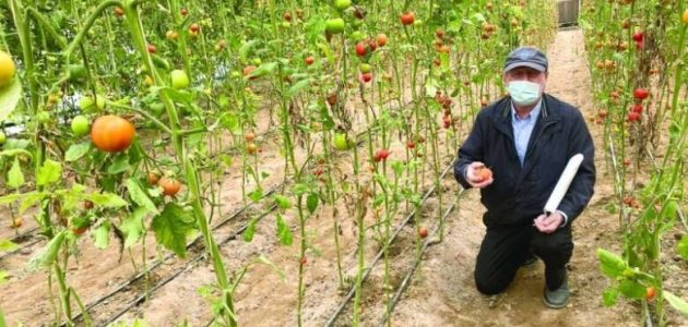 مواعيد زراعة الخضروات في الكويت